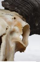 mouflon skull 0005